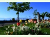 An der Promenade von Morges