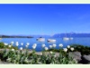 An der Promenade von Morges