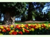 Fête de la tulipe im Schlossgarten von Morges