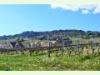 Weindorf Féchy im Frühling