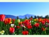 Zug mit Rigi im Hintergrund