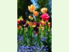Fête de la Tulipe in Morges