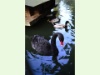 Schwarzer Schwan im Tierpark Zurzach