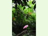Rosa Löffler im Papiliorama Kerzers