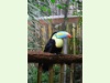 Tuacan im Papiliorama Kerzers