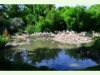 Rosaflamingos im Zoo von Basel