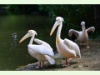 Rosapelinkane im Zoo von Basel