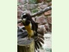 Uhu im Zoo von Basel