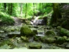 Elefantenbach im Wehrenbachtobel in Zürich-Witikon
