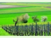 Die Rebberge von Siblingen im Frühling