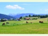 Freiburger Landschaft zwischen Giffers und Pfaffeien