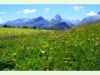 Auf der Alp Flix in Sur