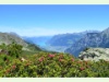 Blick auf den Urnersee vom Sunnig Grat