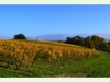 Rebberge zwischen Satigny und Russin